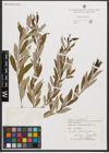 Foto von Salix triandra L.